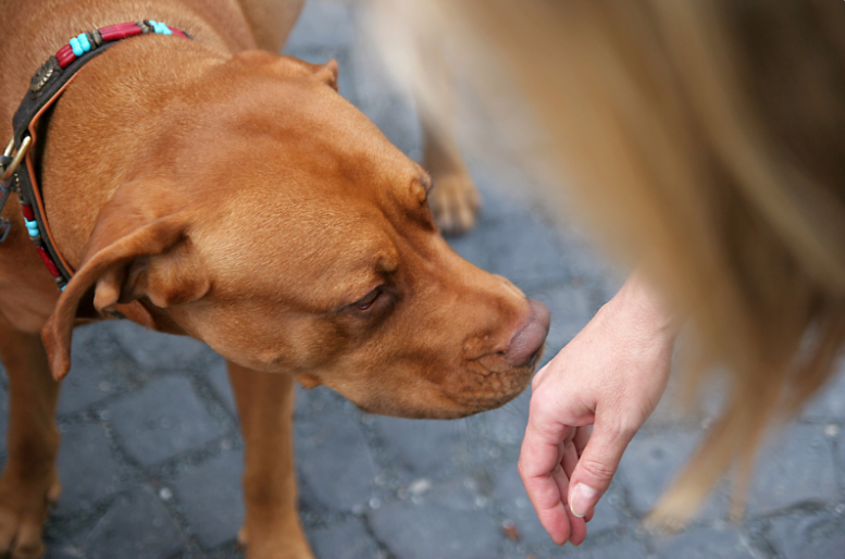 Even some dog lovers wouldn't want a random dog approaching them.