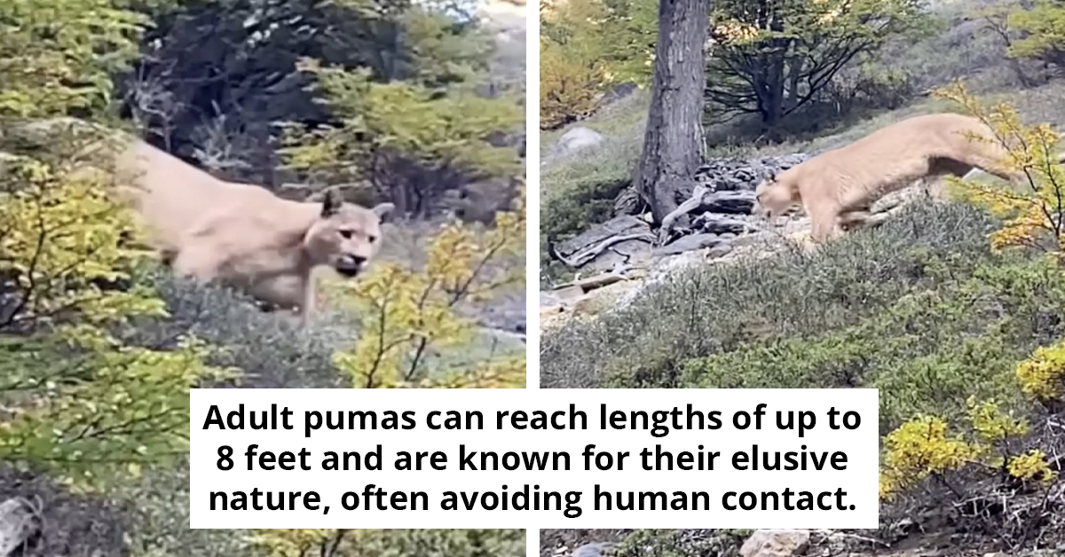 Woman Encounters Massive Puma While Hiking Alone