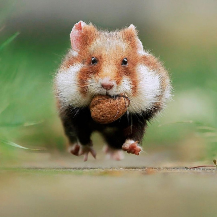 12. Hello, I've got some nuts. Do you want some?