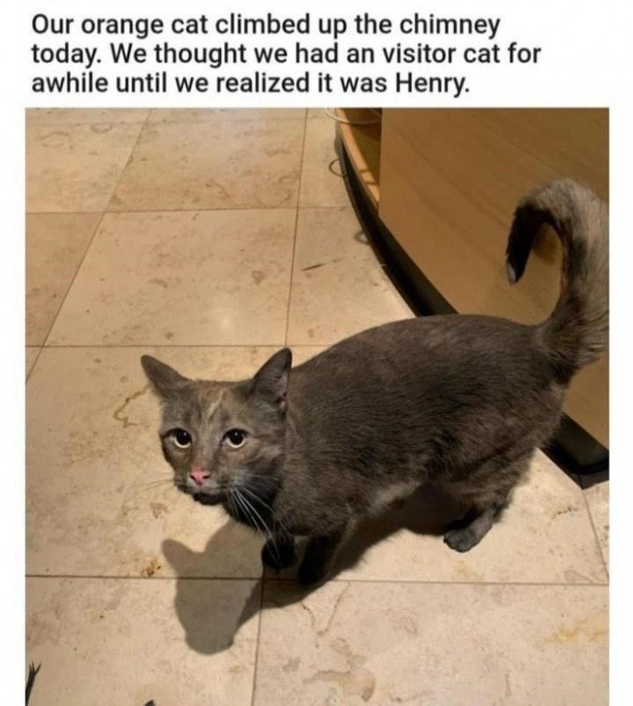 28. Henry turned into another cat while in the chimney