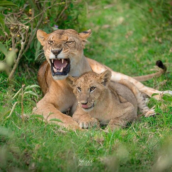 "In the jungle-like environment of Lake Nakuru National Park, there are believed to be fewer than 20 lions as of 2018, and we had the opportunity to meet one of the mothers and her single cub."