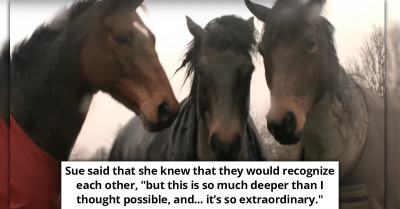 Owner Is Surprised By The Reaction She Got When She Reunited Three Horses Who’ve Been Apart For Four Years