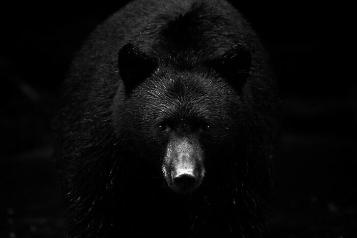 “Black Bear On Black” By Simona Gerp