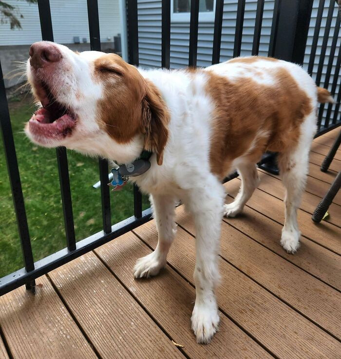 "Our Ten-Year-Old Pup/Toddler Likes To Throw Tantrums When He Doesn't Get His Way"