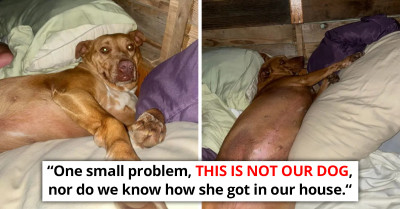Surprising Moment Tennessee Couple Wakes Up To Find An Unidentified Dog In Their Bed Trying To Cuddle