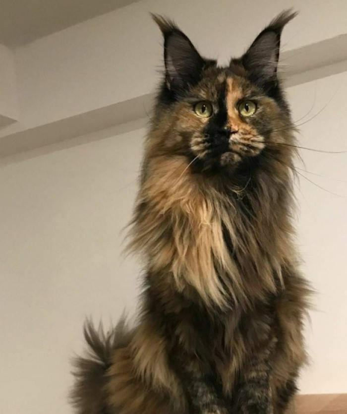 What colors can a tortie Maine Coon have?