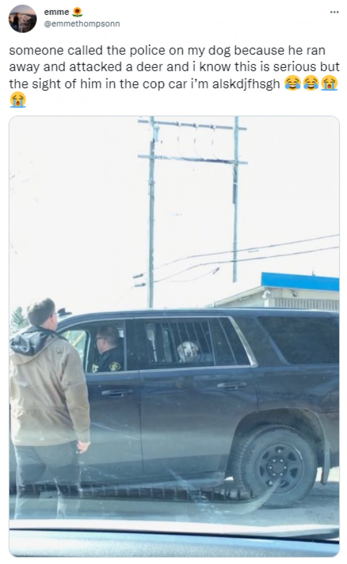 This pooch obviously doesn't think he belongs in any kind of place behind bars