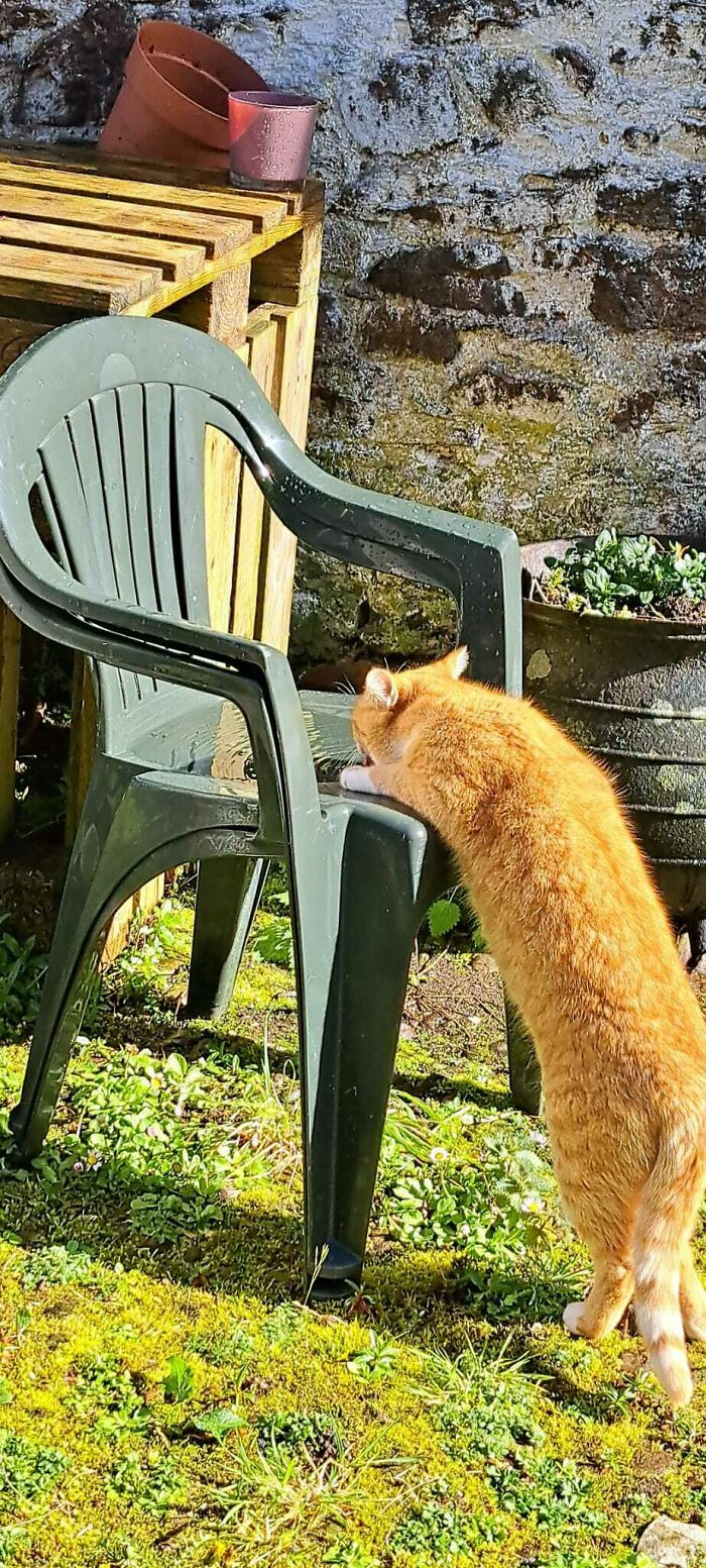 33. water from a pet fountain? No, thank you. But chair water? Absolutely!