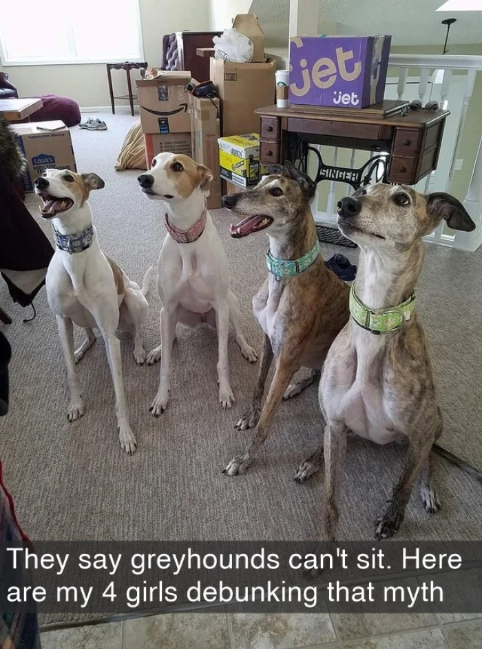 22. These dogs love to break those cultural norms, and they ain't playing