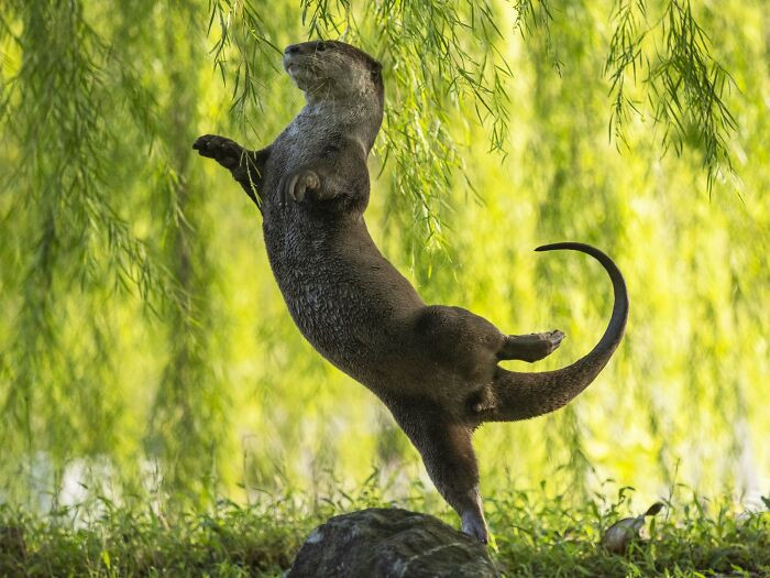 Otter Ballerina By Otter Kwek