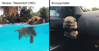 An Awesome Collection Of Dog Memes That All Of The Well-Behaved Boys And Girls Will Love