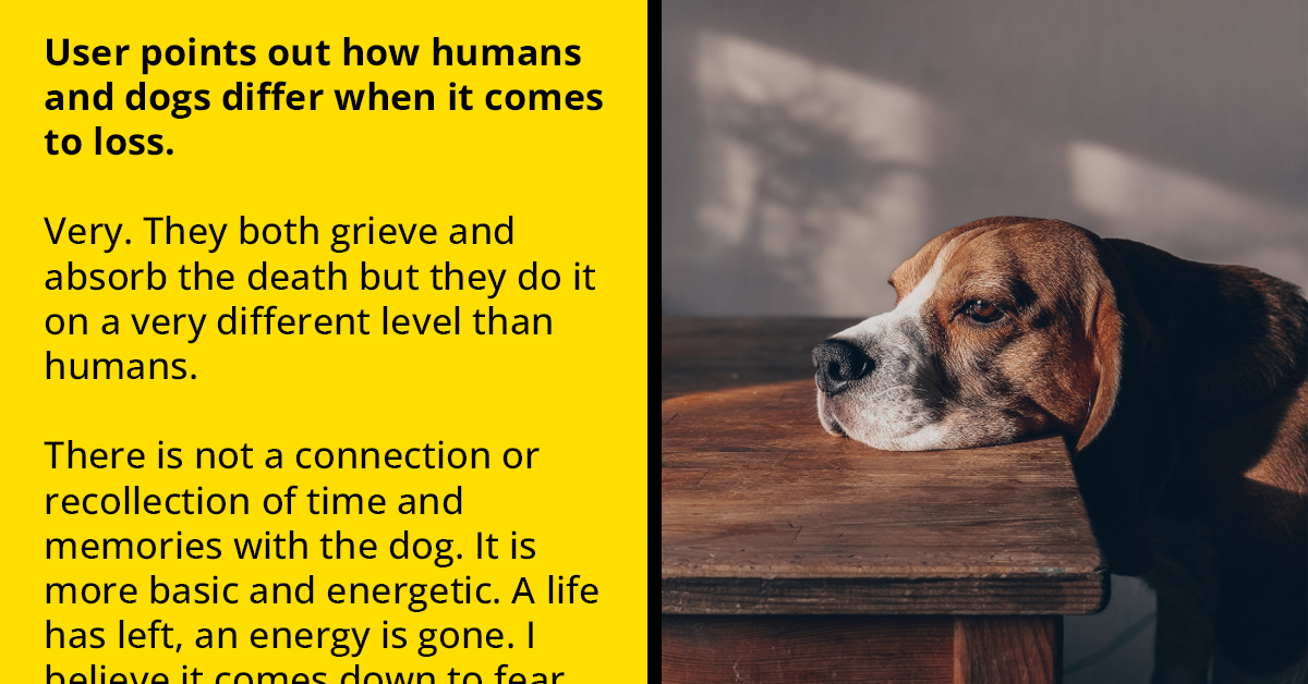 10 Dog Owners Share Stories About How Their Pets Grieved After Losing Their Canine Companion