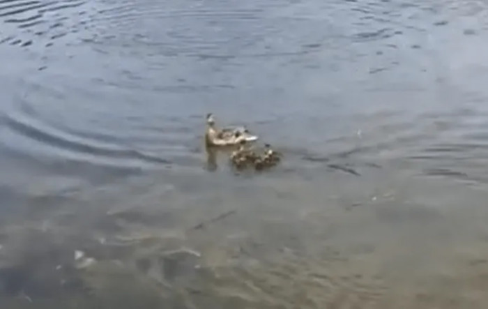 There and then, the orphaned ducklings were immediately adopted by a mother duck