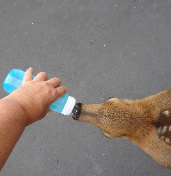 At the age of four months, Thor embraced the wild, exploring freely, yet his strong connection with Dawn remained evident as he eagerly responded to her calls for milk, hurrying to her side.