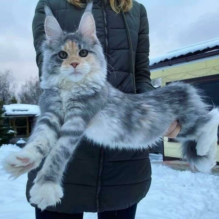 5. A Majestic Maine Coon