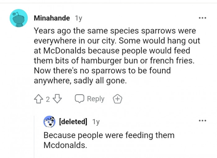 There's no sparrows to be found anywhere