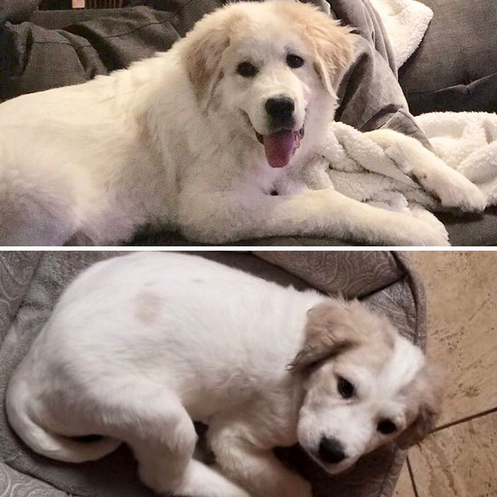 Their appearance suggested they were Great Pyrenees/poodle mixes