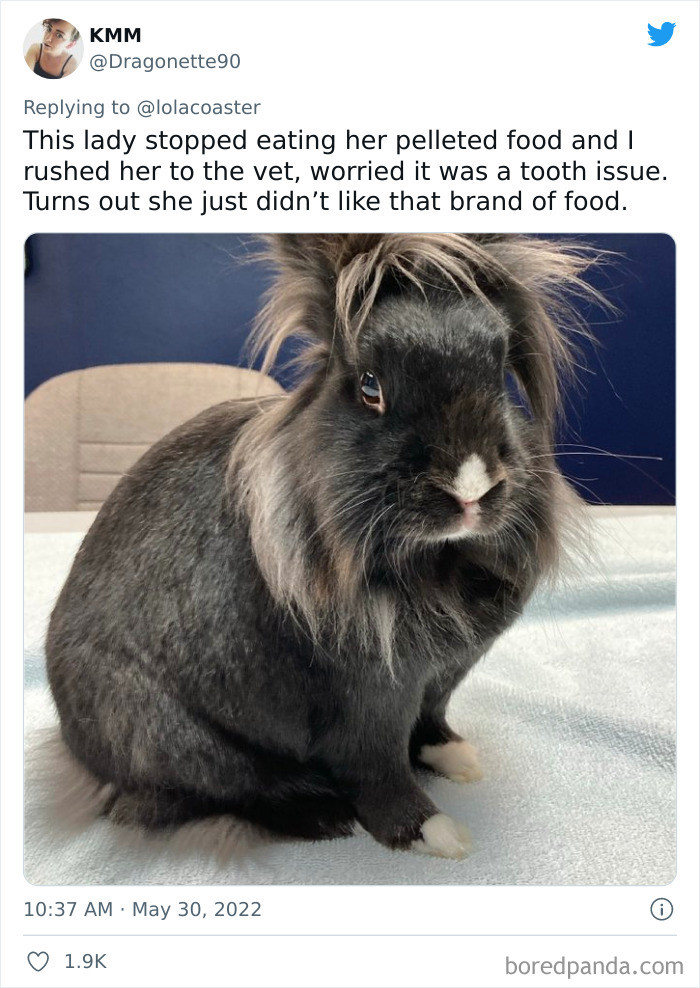 4. Pets are lucky enough to act like this because they know we will adjust everything for them regardless