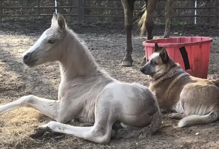 According to Karla, when she goes to the barn and Zip sees him, he immediately goes to the stall where Tye is.