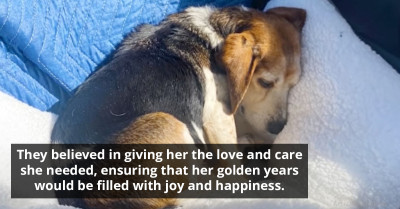 Amazing Couple Rescues Senior Beagle From The Cold Streets, Giving Him A Home For His Final Days