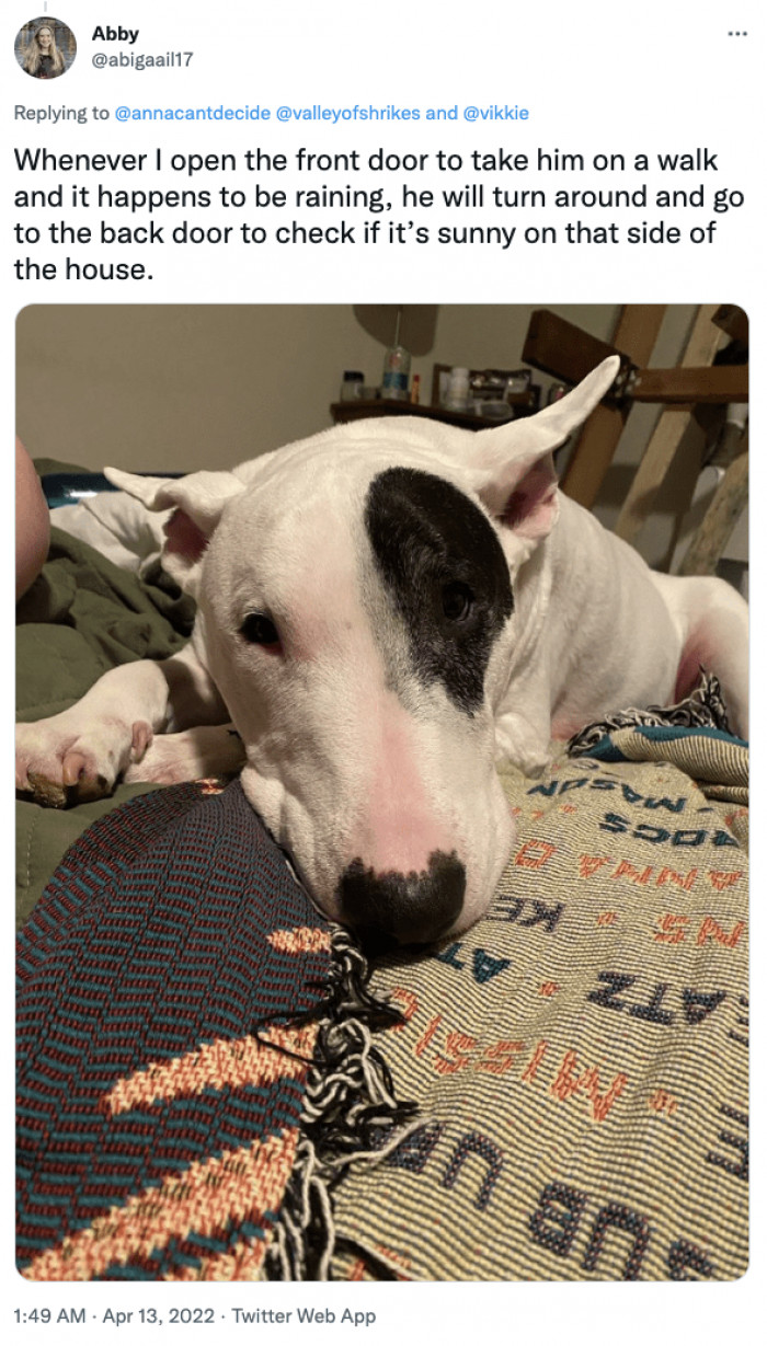 16. He goes to the back door to see if it's sunny