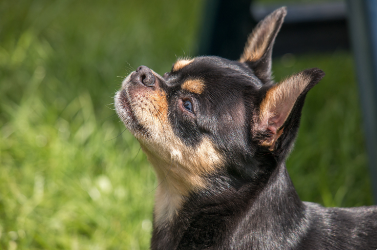 Two stories of dog grief