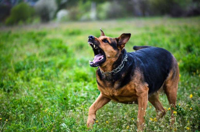 It's not about being black or white. A rabid dog will always be dangerous.