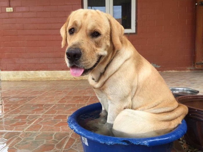 Messy, a yellow Labrador Retriever, lives with his mother, Oranit Kittragul, and improves the lives of everyone around him