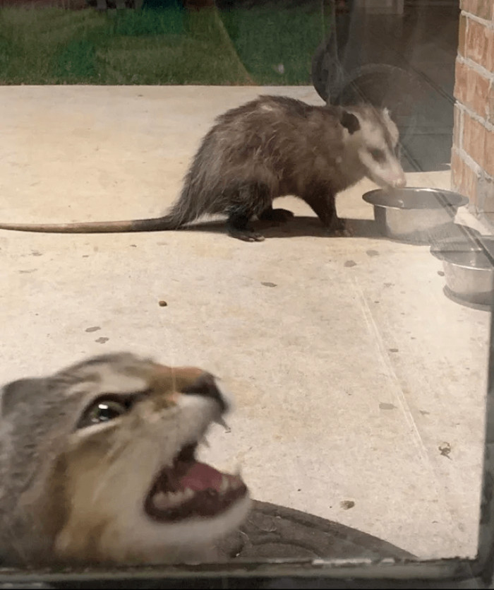 7. "What is this creature doing here?!"