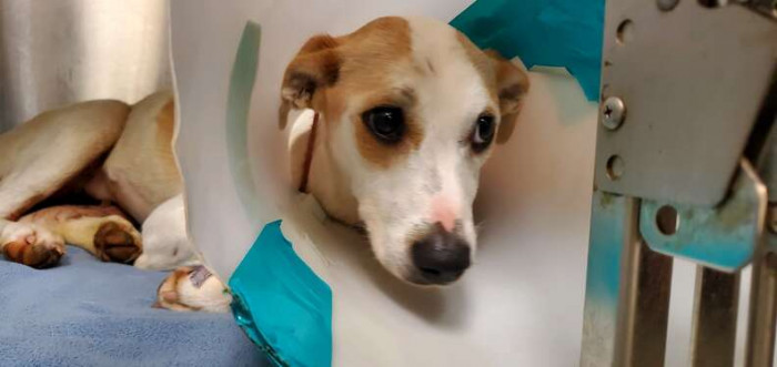 The dog was successfully rescued and taken to the vet for treatment