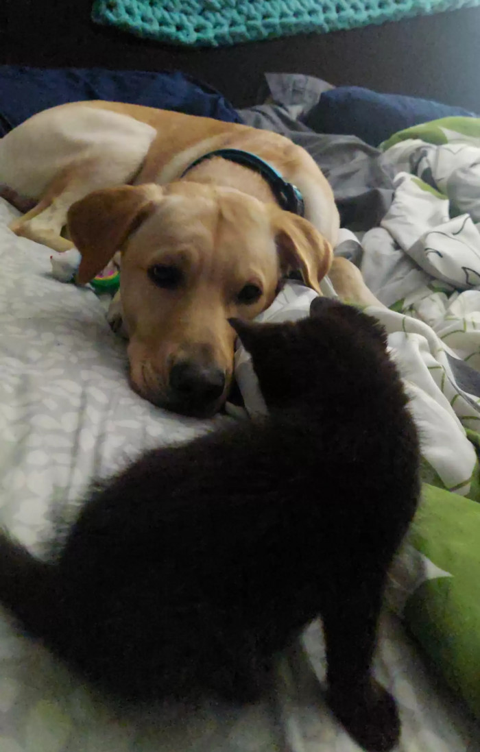 Meet Rex, the dog who fell in love at first sight with this kitten called Casper.