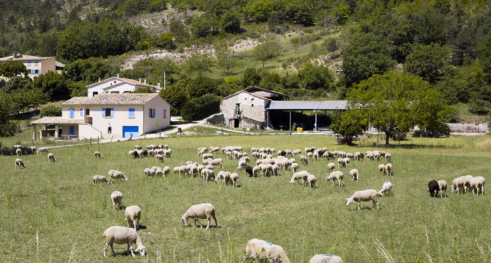 How Much Land Do Beginner Farm Animals Need?