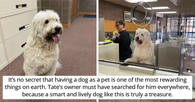 Adorably Shaggy Dog Assigns Himself A Job After Getting "Arrested" And Taken To The Station