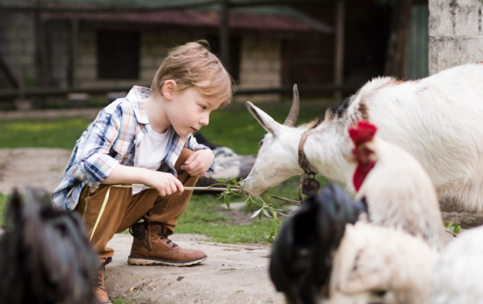 Fiber-Producing Farm Animals