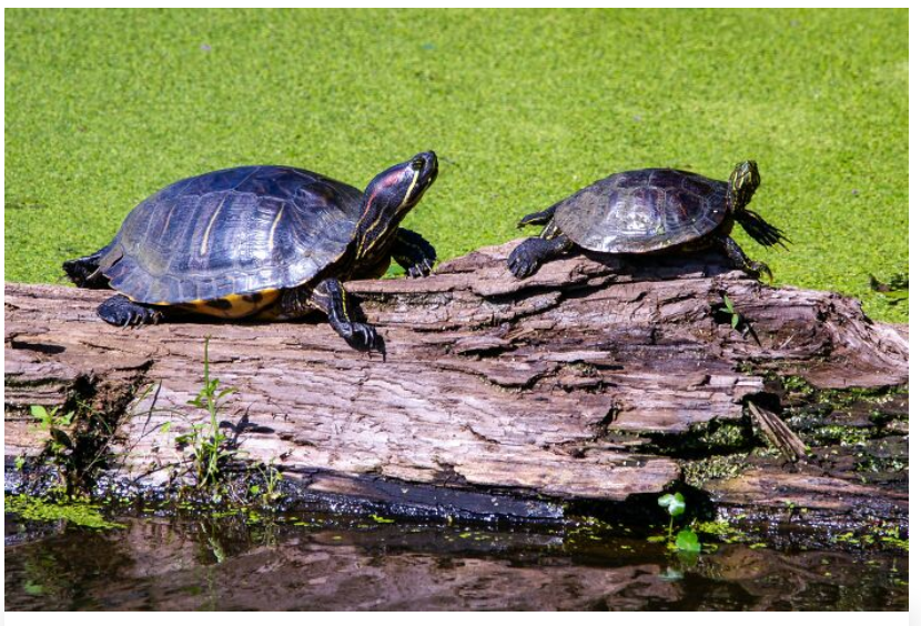 45. Turtles, especially red-eared sliders, are popular pets.