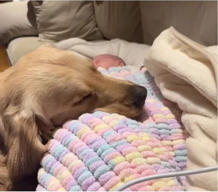 The dogs all seemed to love Nathan right away, and they took turns staying by his side.