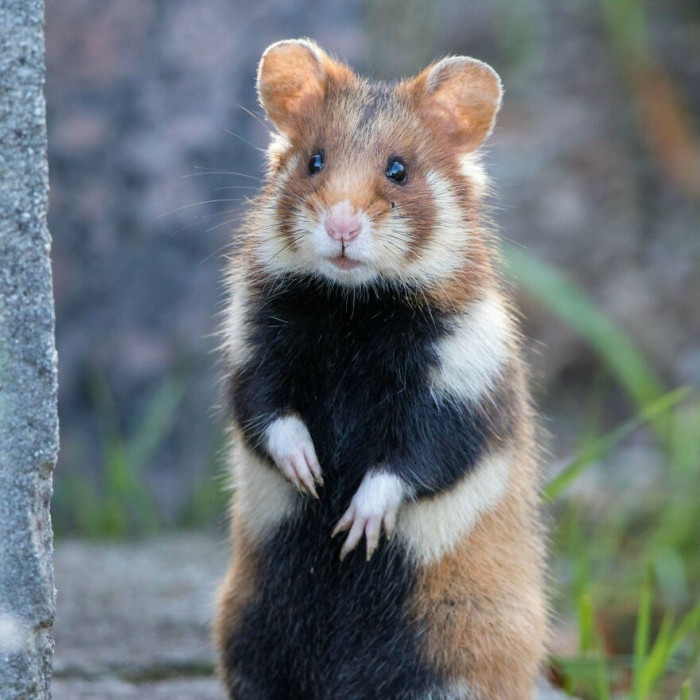 The European Hamster (Cricetus Cricetus) Also Known As The Black Bellied Hamster. I Will Personally Like To Call It The Red Panda Hamster Because… Well Look At It