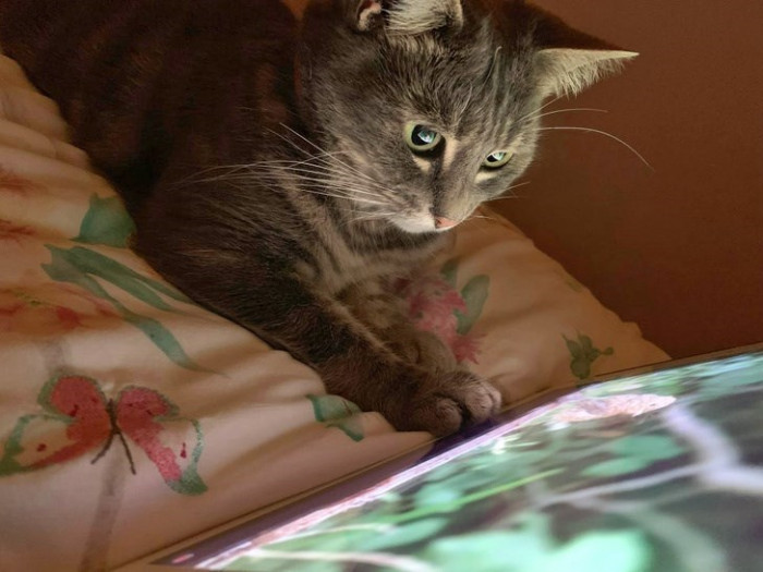 13. This spoiled cat enjoys watching birds and fish on YouTube.