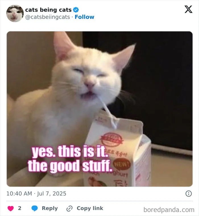 11. He didn’t just drink the milk. He experienced it.