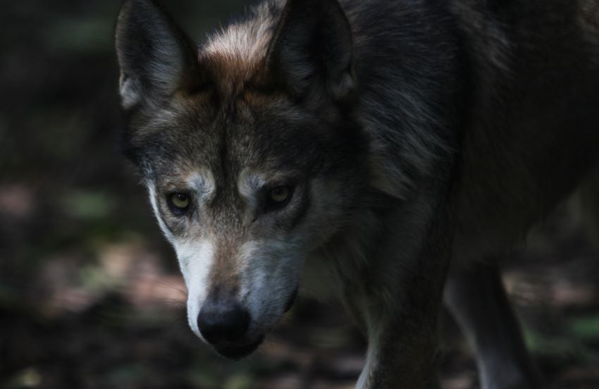 The first successful reintroduction of captive-born wolves into the wild occurred in 1998