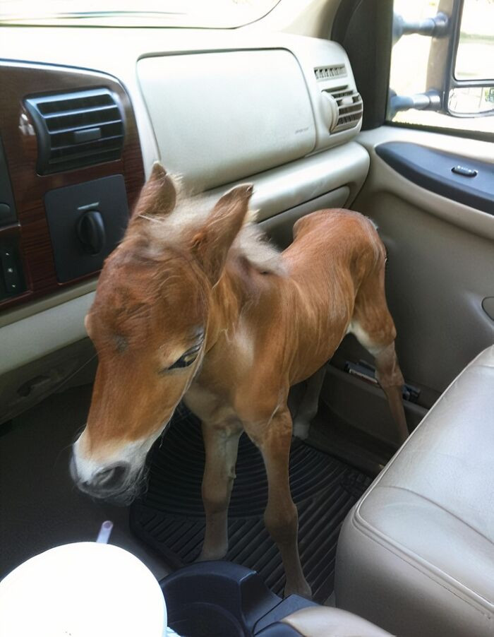 "My Vet Friend Rescued A Abandoned Baby Mini Horse"