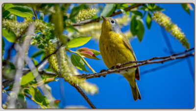 16 Types of Canaries, From Song Breeds to Color and Type Canaries