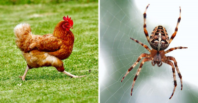 20 Animals That If Were The Size Of The Whale Would Be 100 Times Scarier Than They Are Now