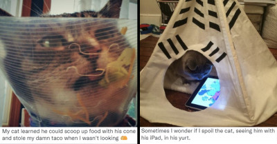 21 Funny Tweets Show Cats Are Self-Centered Creatures That Rule Our Hearts, Yet We Can't Help But Adore Them
