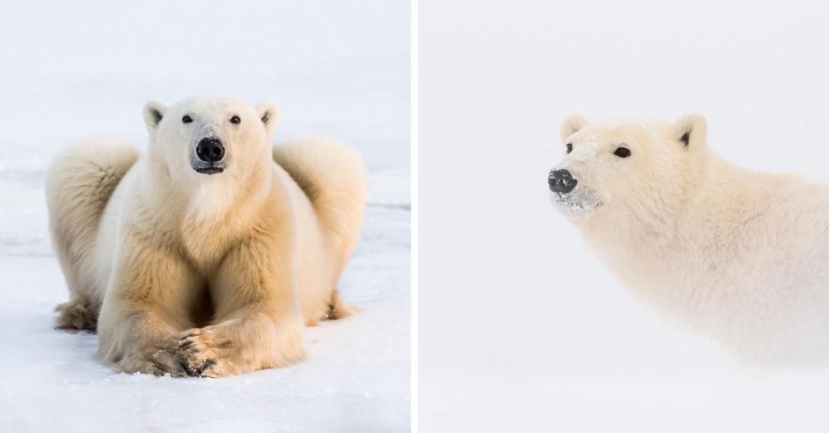 Wildlife Photographer Captures Amazing Images Of Churchill Polar Bears in Northern Canada