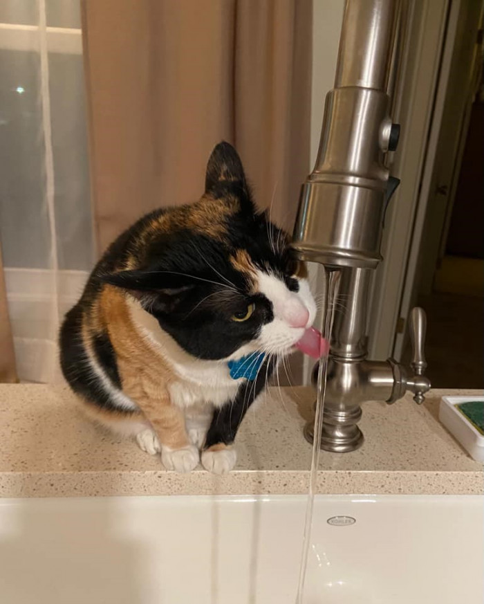 13. "This is Tibbers..."