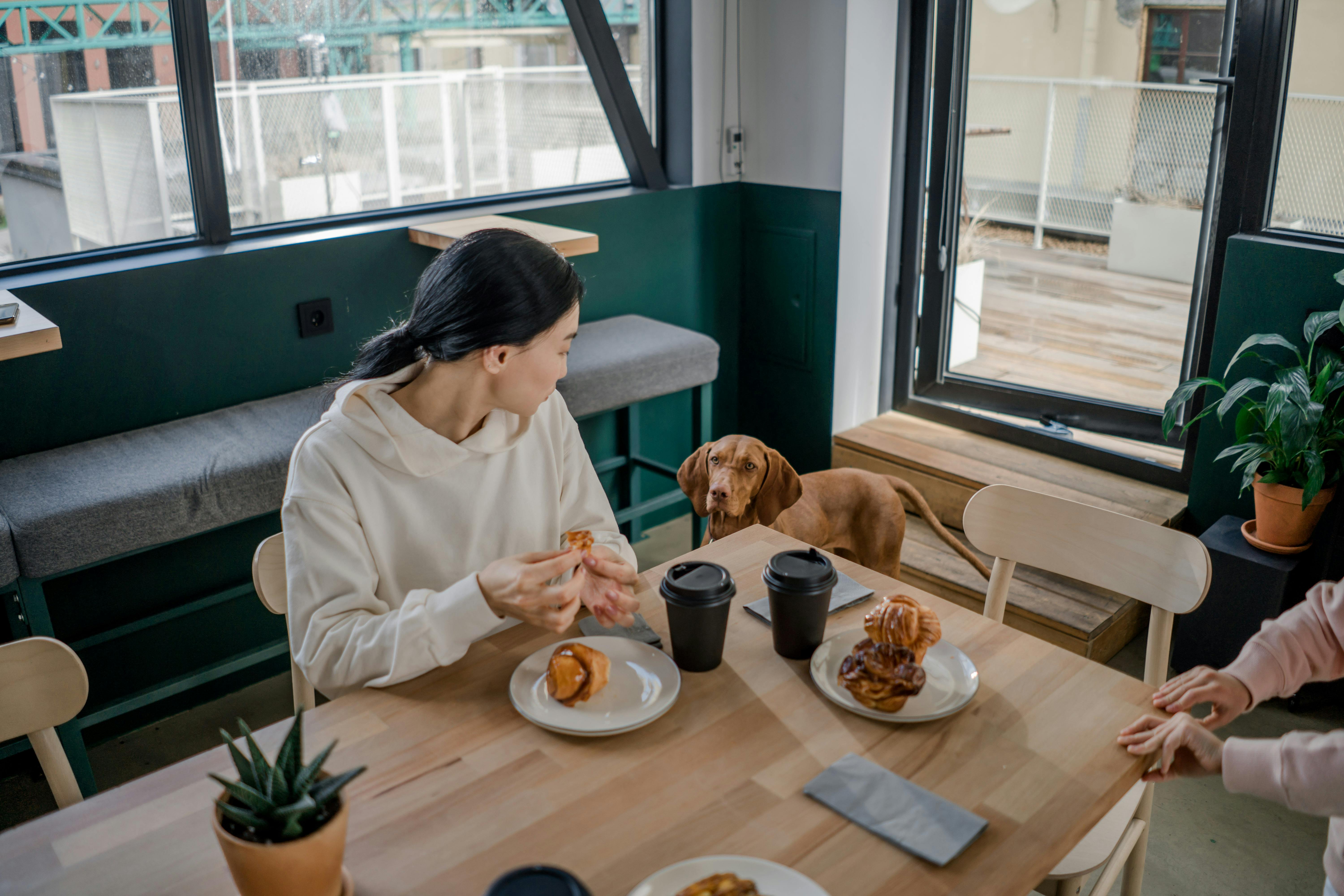 The holidays are often a time when pet owners spoil their dogs with special snacks and festive treats