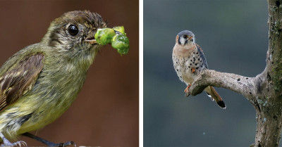 Stunning Bird Photography That Reveals The Beauty Hidden In The Country’s Forests