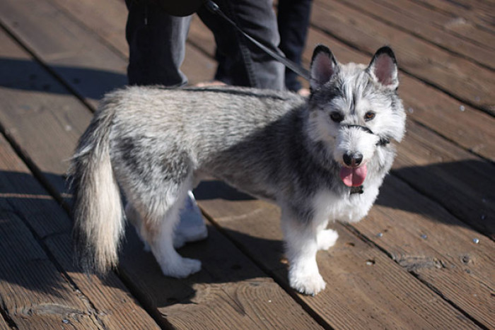16. Miniature Siberian Huskies, which are Bree Normandin & Siberian Huskies