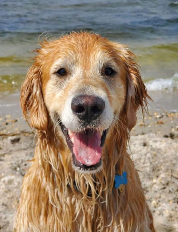 Using a motorboat, they immediately found the exhausted dog and guided him to land